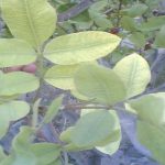 کمبود آهن و زردی بین رگبرگی پسته