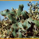 سوختگی حاشیه و پیچش برگ در کمبود پتاسیم