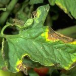 شانکر باکتریایی گوجه فرنگی