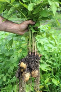 کاشت سیب زمینی