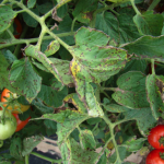 Xanthomonas campestris