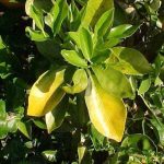 کمبود نیتروژن