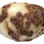 چیچک سیب زمینی