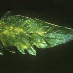 علایم کمبود بور