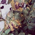 کمبود منگنز در سیب زمینی