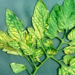 علایم کمبود منگنز