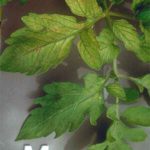 علایم کمبود مولیبدن