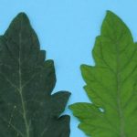 کمبود نیتروژن در برگ گوجه