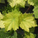 کمبود آهن در تاک