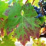 کمبود فسفر در برگ انگور