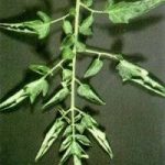 نقش مس در گوجه فرنگی