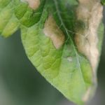 منیزیم در گوجه فرنگی