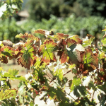 کمبود پتاسیم در انگور