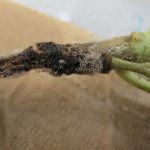 کپک خاکستری