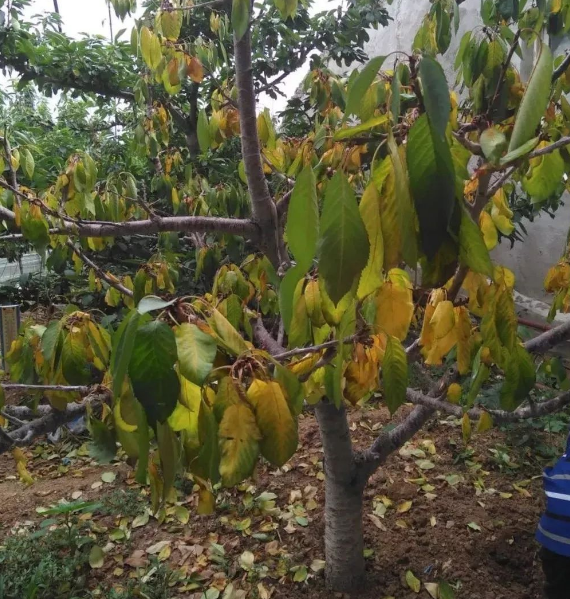 زردی عمومی برگهای گیلاس؛ تصویر کمکی برای بررسی کمبود نیتروژن