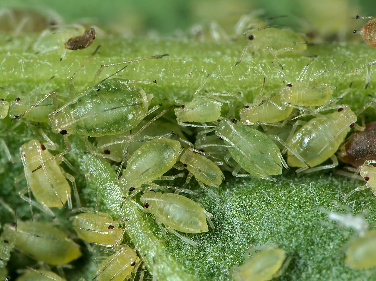 شته سبز هلو روی چغندر