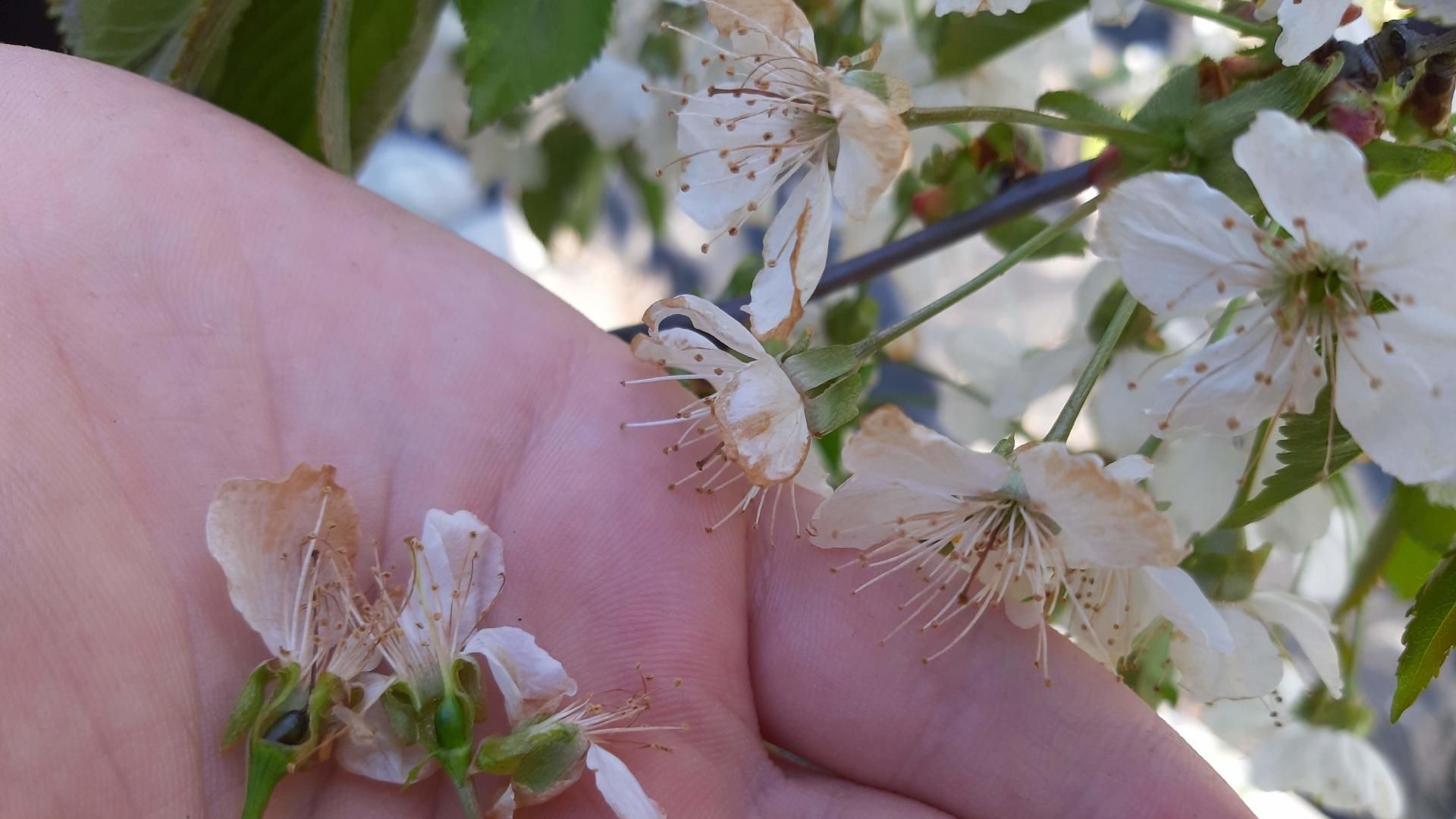 مرحله گل و تشکیل اولیه میوه گیلاس برای ارزیابی میوه بندی