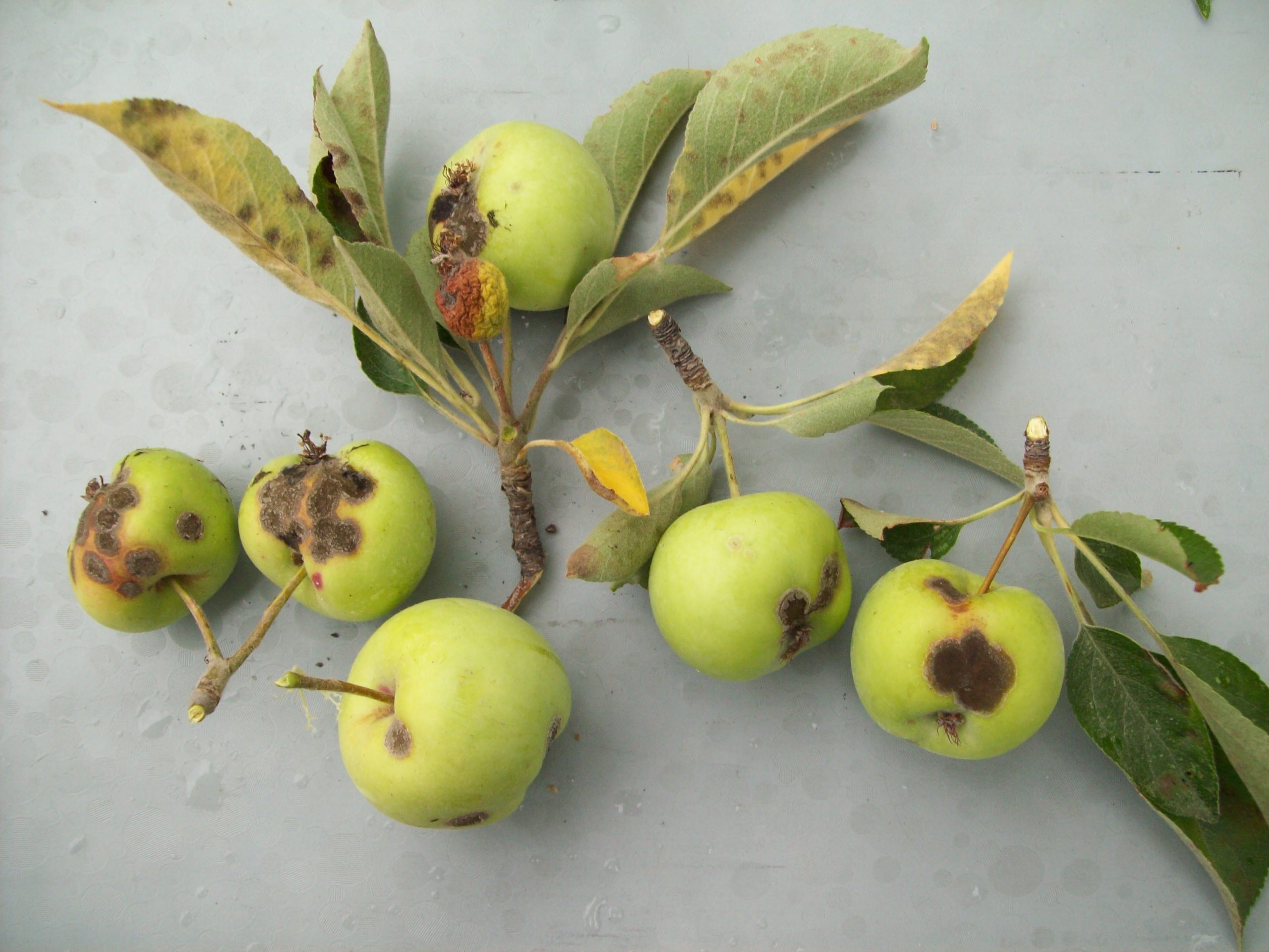 لکه سیاه روی میوه سیب