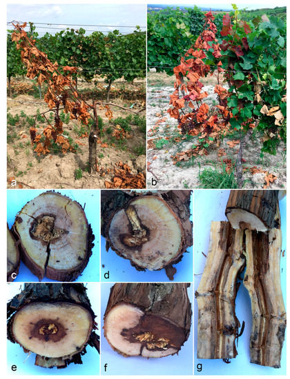 Botryosphaeria dieback در انگور در انگور، مو و تاک