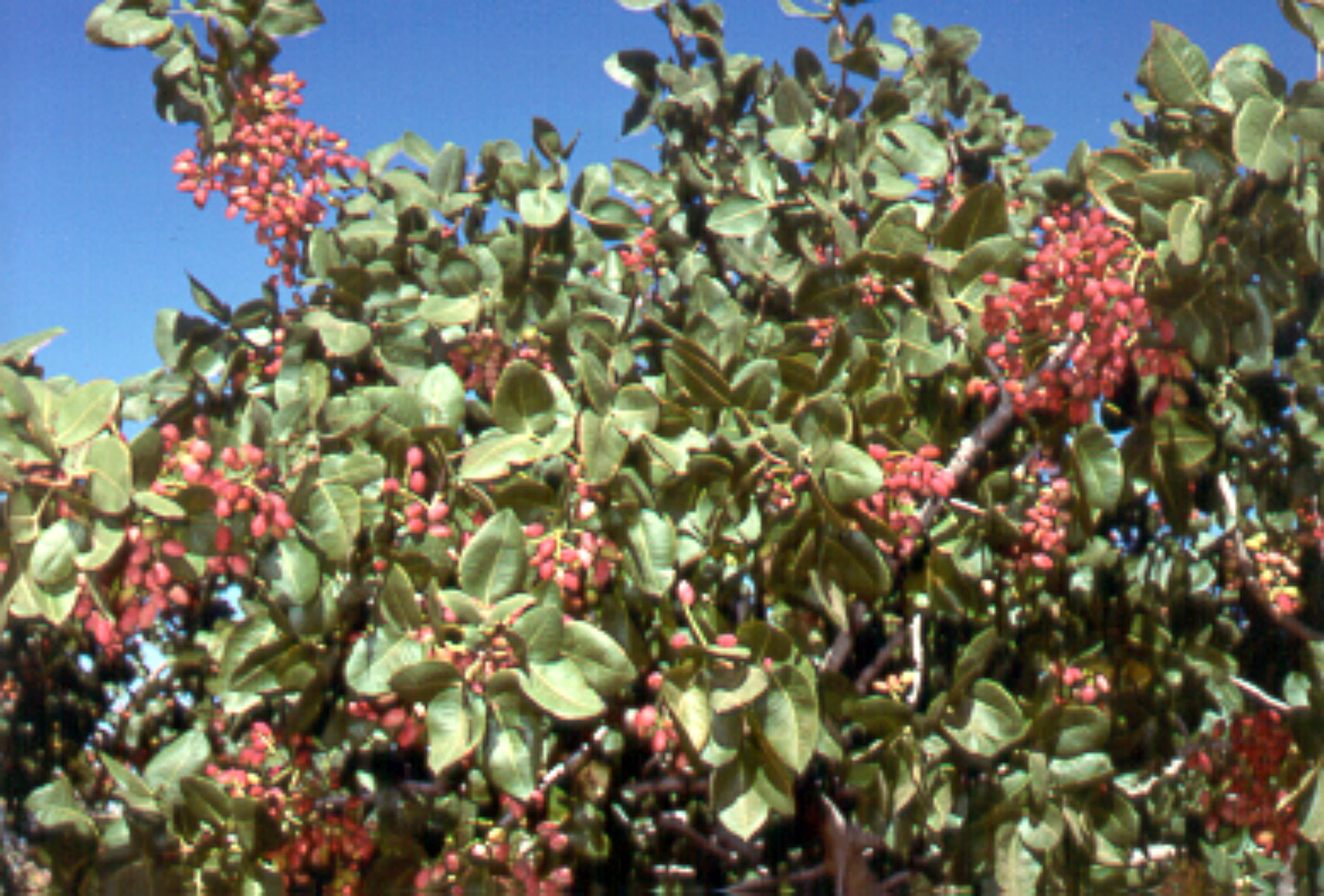 خوشه میوه پسته روی درخت و برگهای پسته