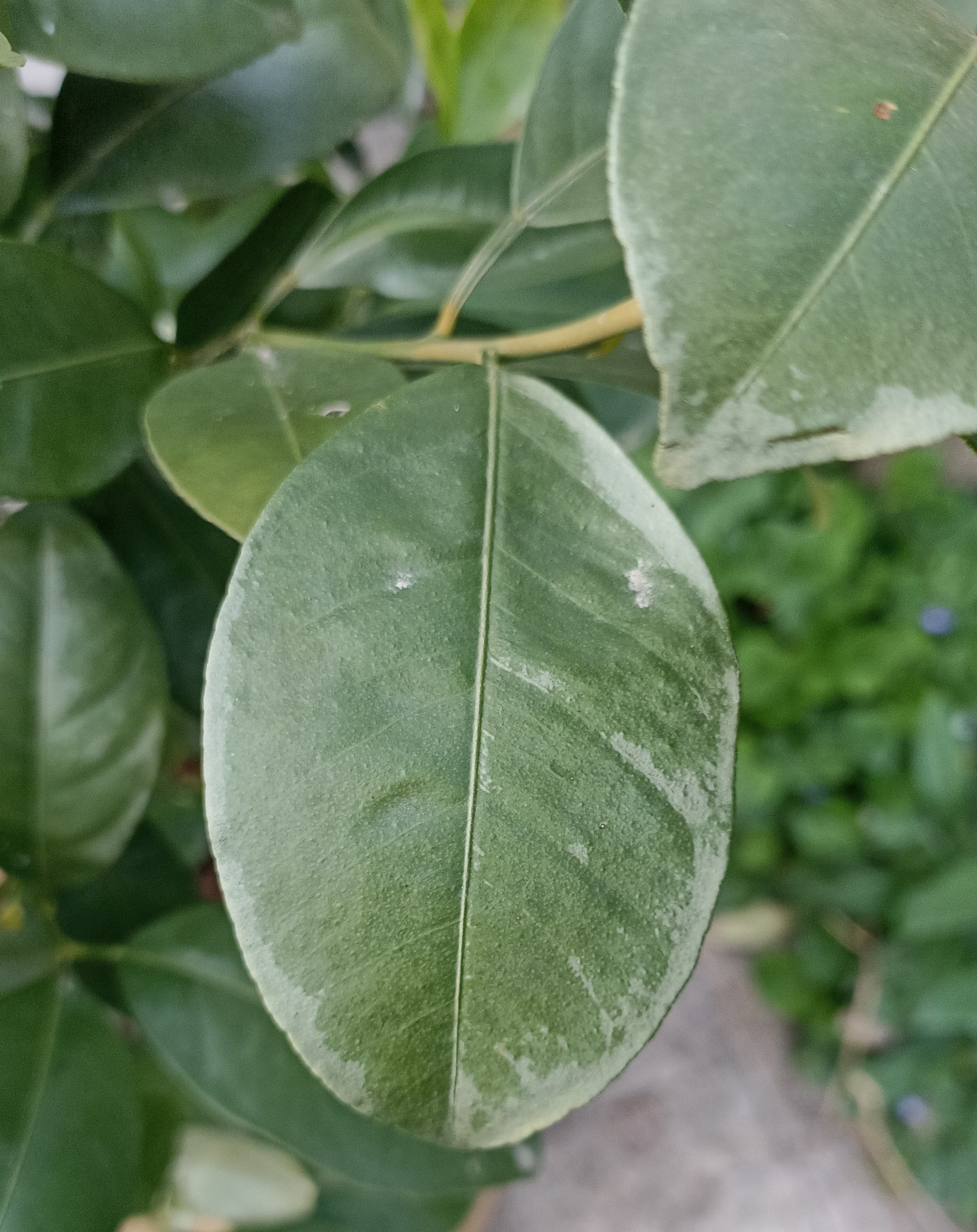 آفتابسوختگی مرکبات
