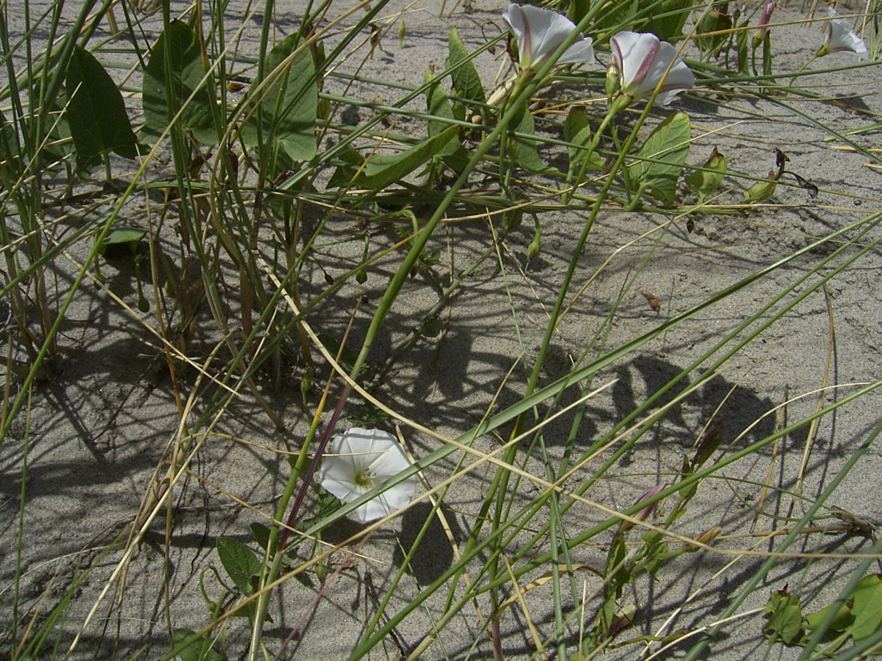 پیچک صحرایی | Convolvulus arvensis پیچک صحرایی؛ علف هرز چندساله | Convolvulus arvensis