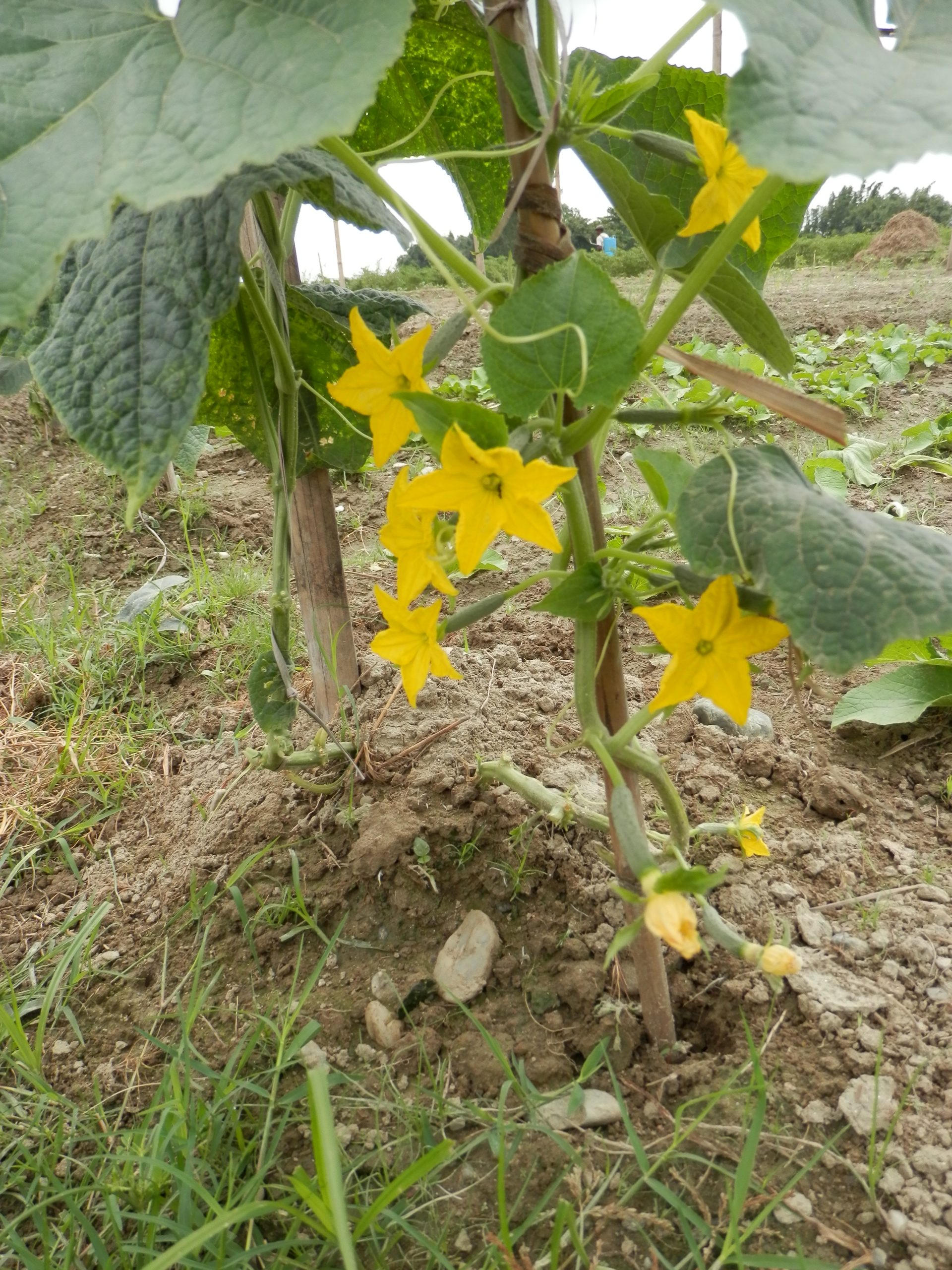 بوته خیار، گل و میوه خیار روی بوته