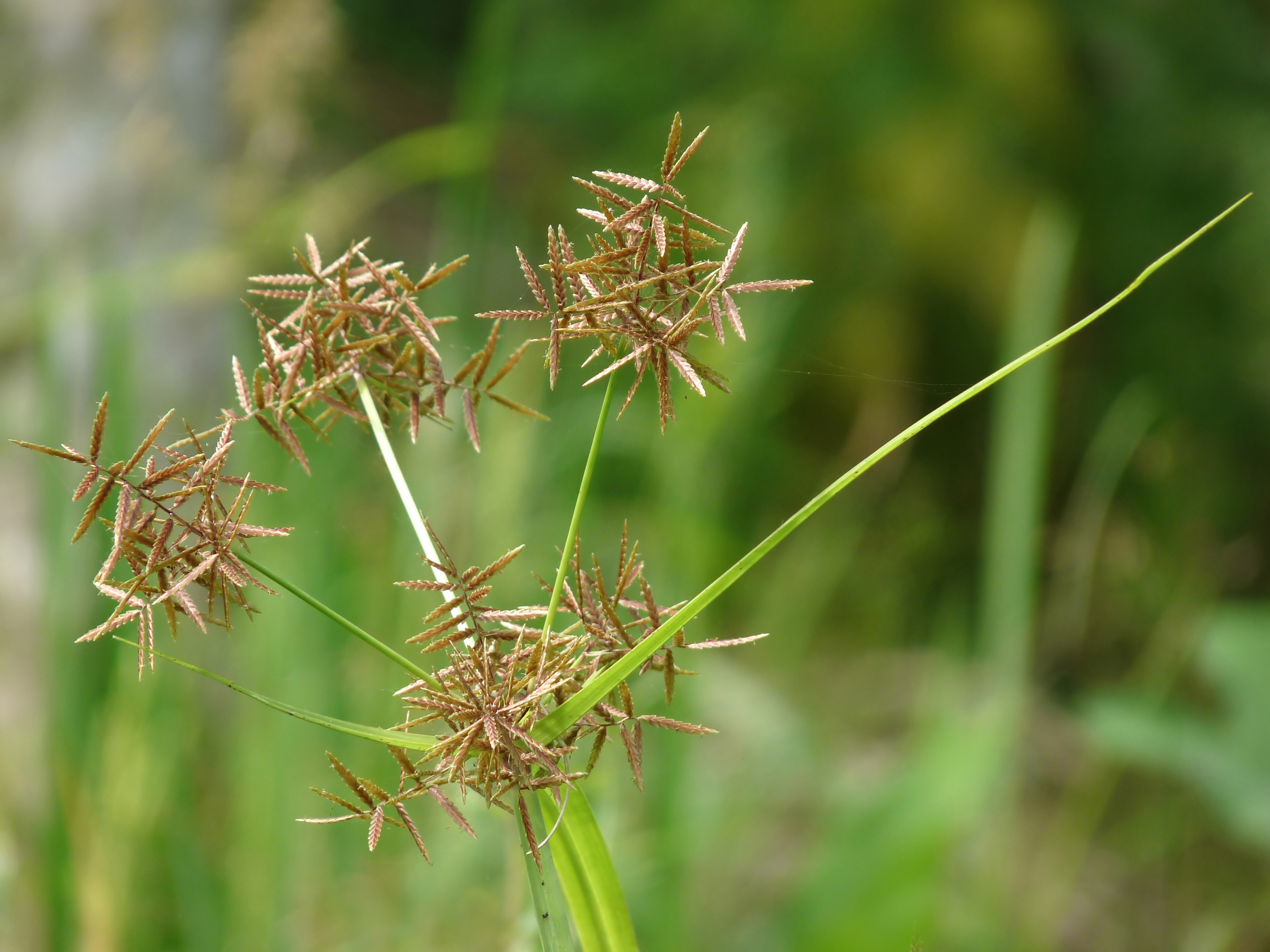 اویارسلام بنفش | Cyperus rotundus اویارسلام بنفش؛ علف هرز چندساله | Cyperus rotundus