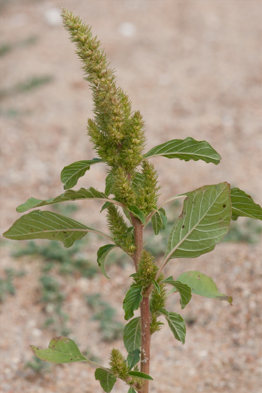 تاجخروس | Amaranthus spp. تاجخروس؛ علف هرز پهنبرگ | Amaranthus weed