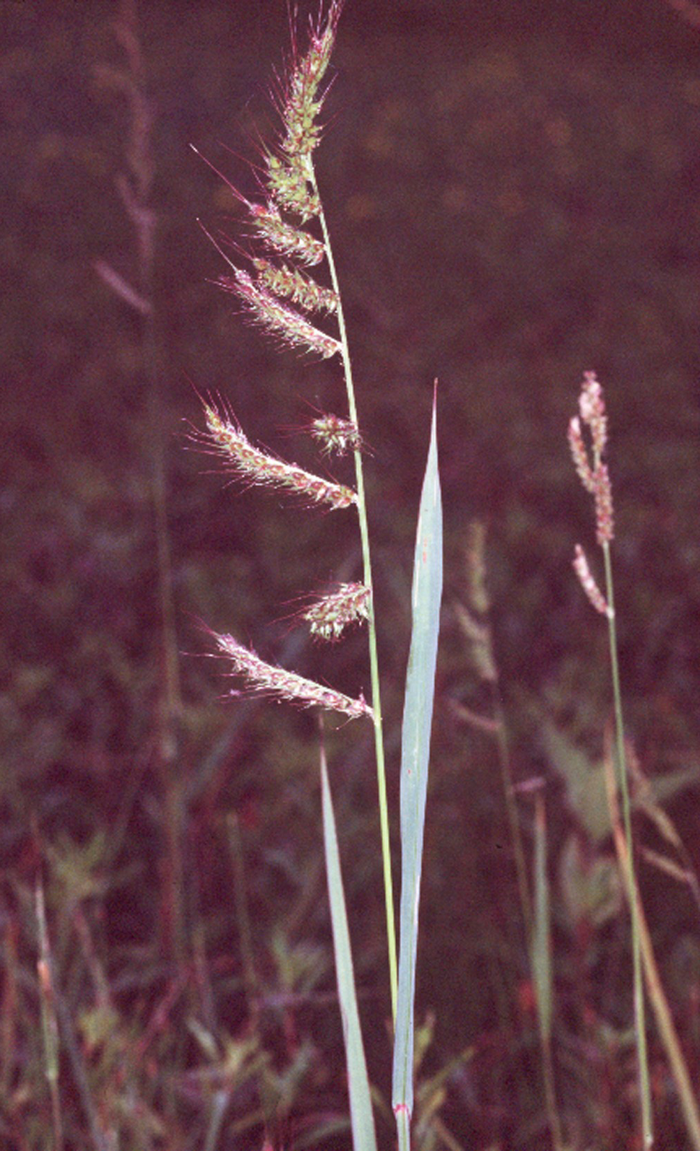 سوروف | Echinochloa crus-galli سوروف؛ علف هرز باریکبرگ | Echinochloa crus-galli