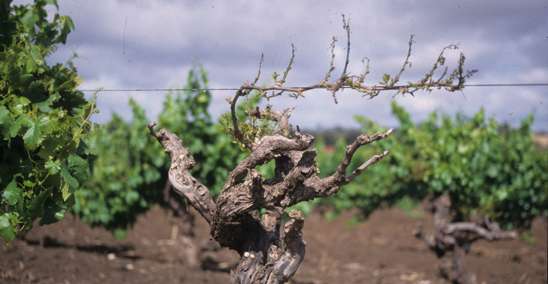 Eutypa dieback در انگور در انگور، مو و تاک