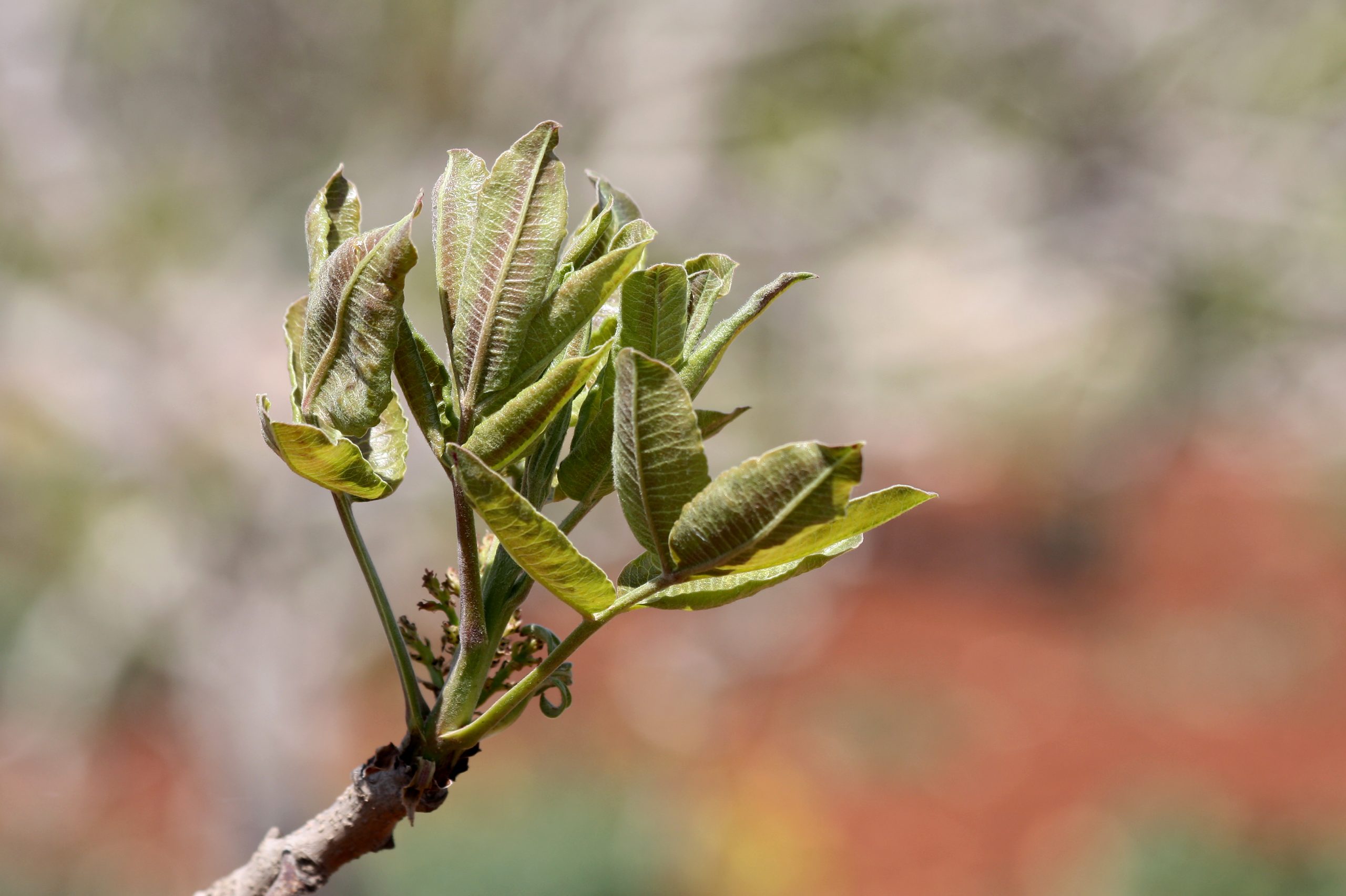 برگهای جوان و گل پسته Pistacia vera