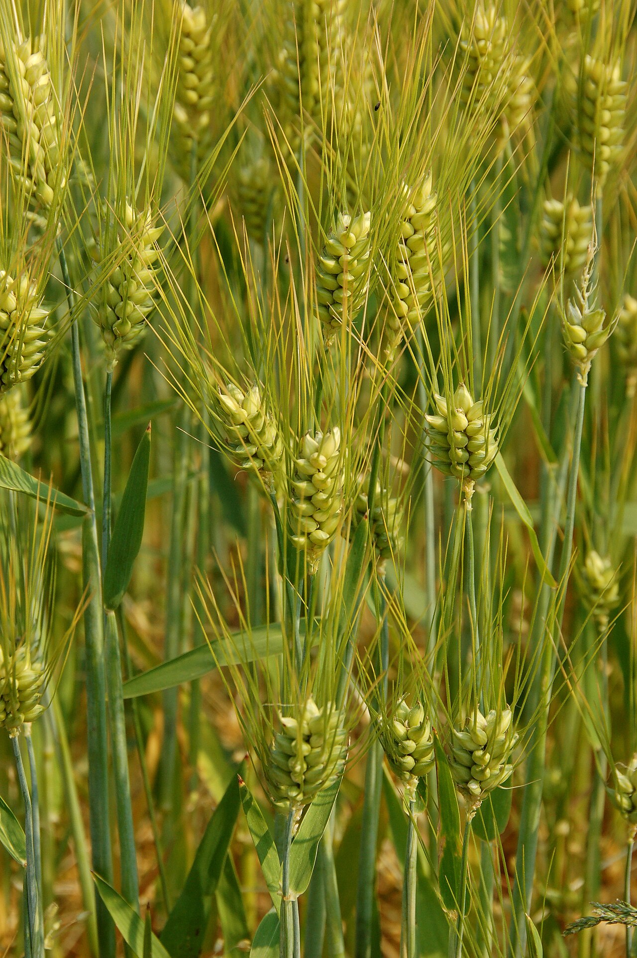 خوشه جو Hordeum vulgare
