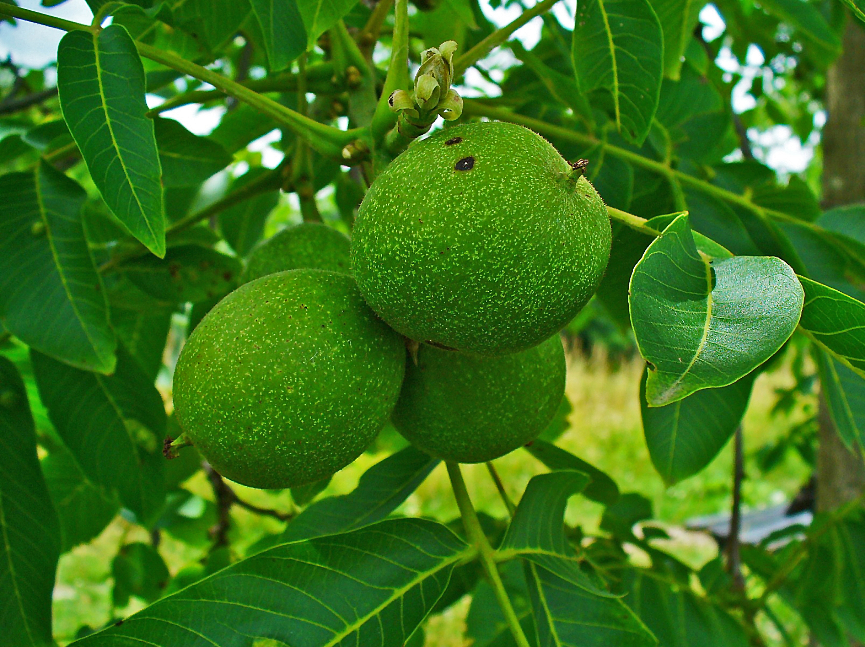 میوه جوان
