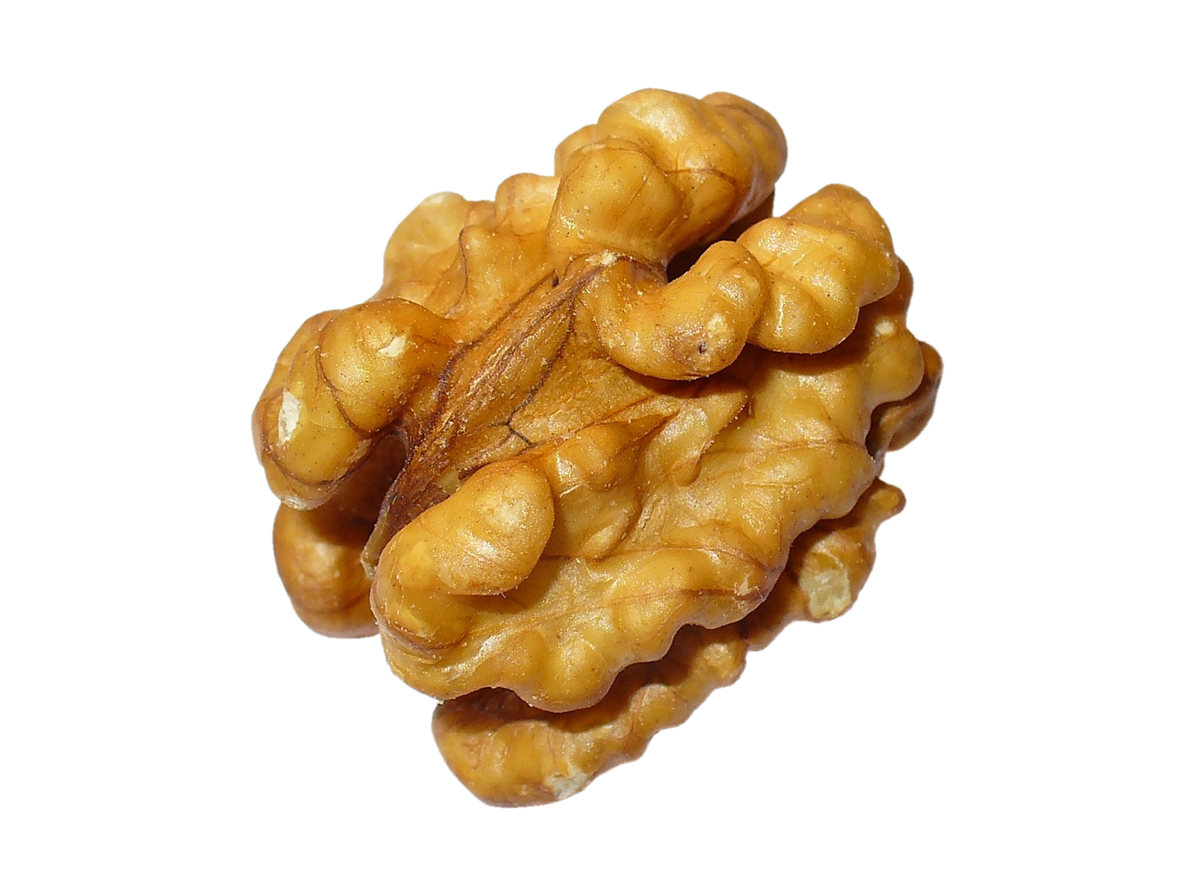 مغز و بذر