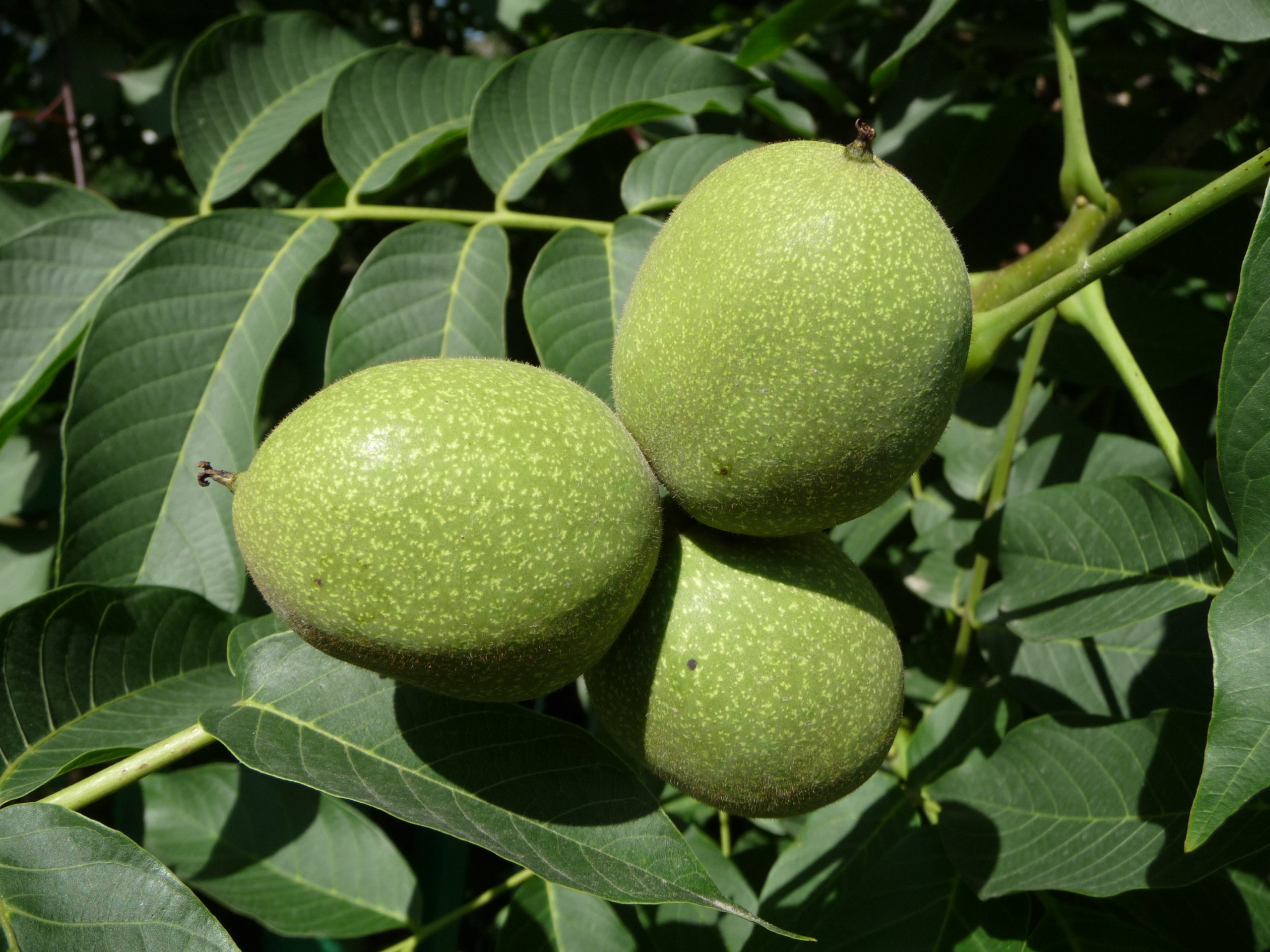 گردوی ایرانی Juglans regia