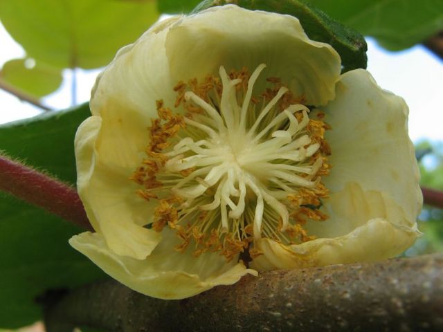 گل ماده کیوی