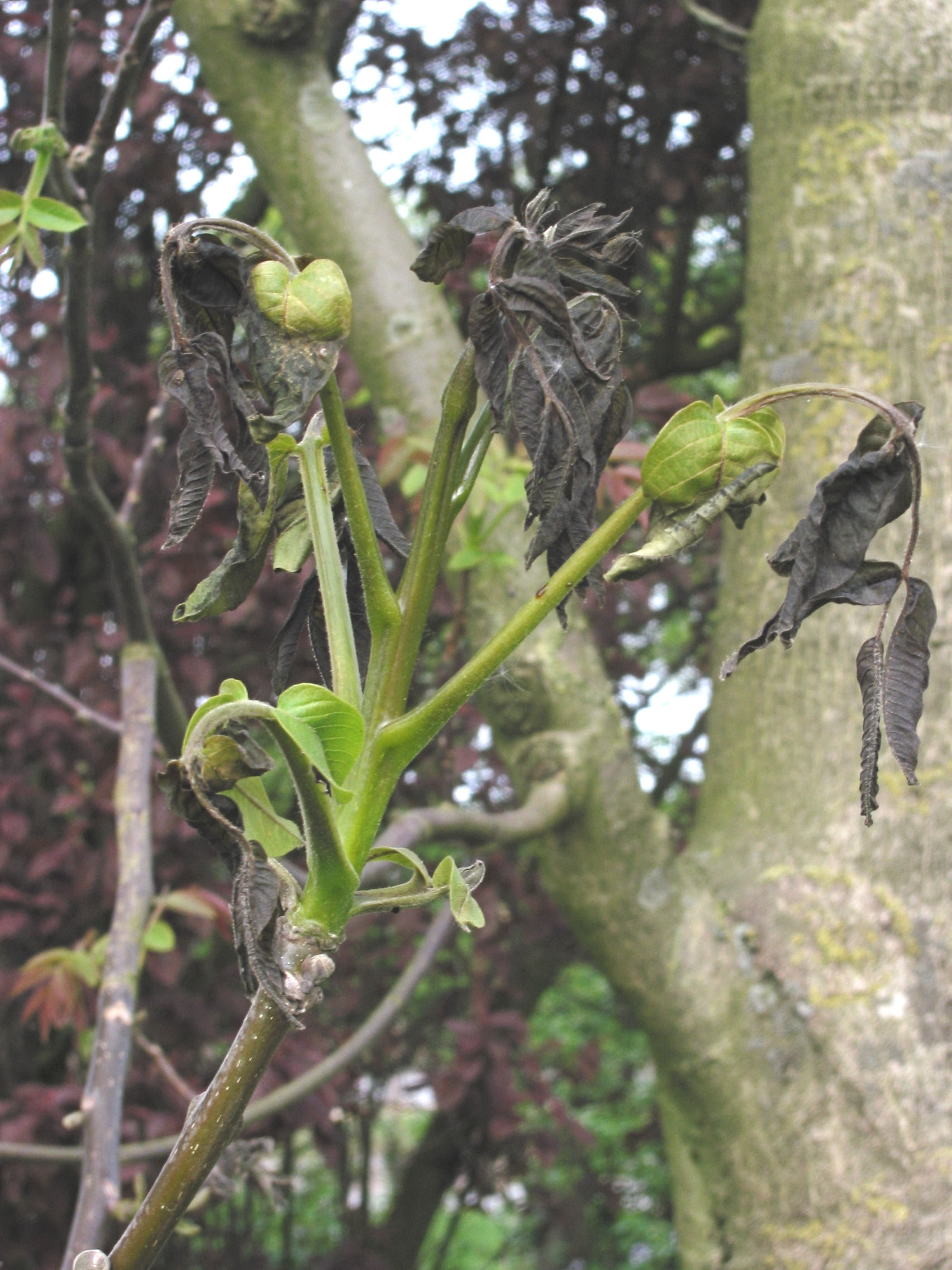 سرمازدگی واقعی روی Juglans regia