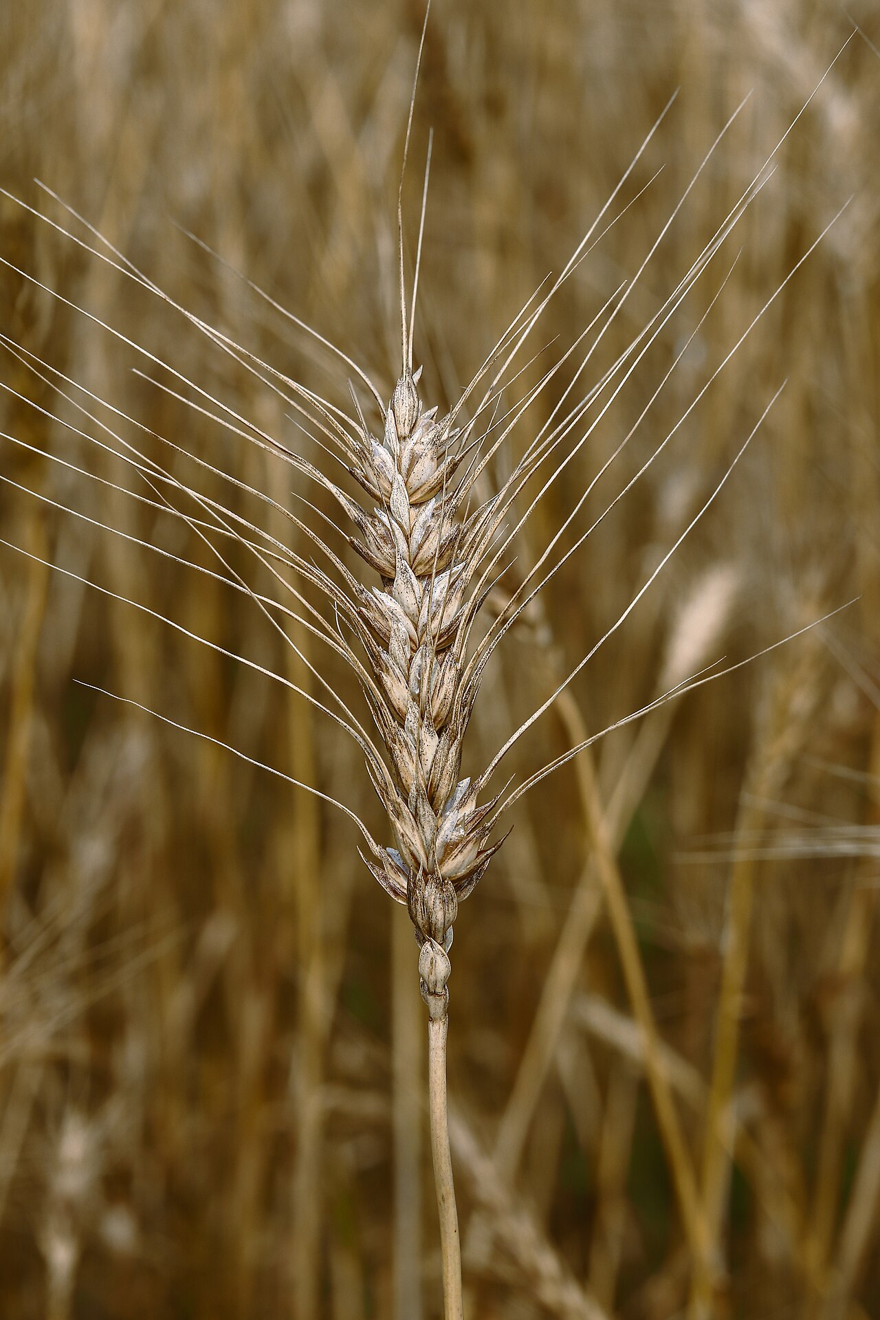 خوشه گندم Triticum aestivum