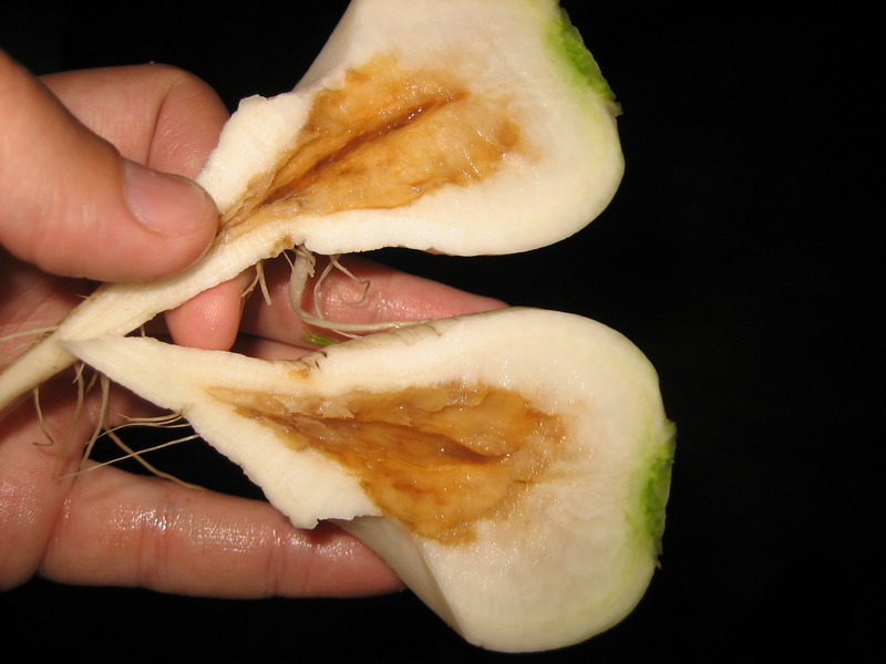 کمبود بور؛ پوسیدگی قلب چغندر