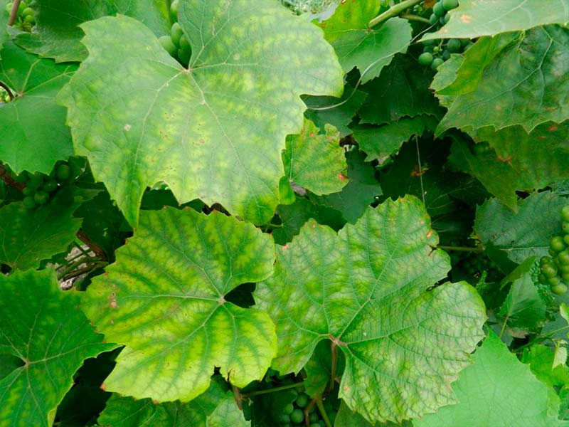 کمبود روی در مو در انگور، مو و تاک