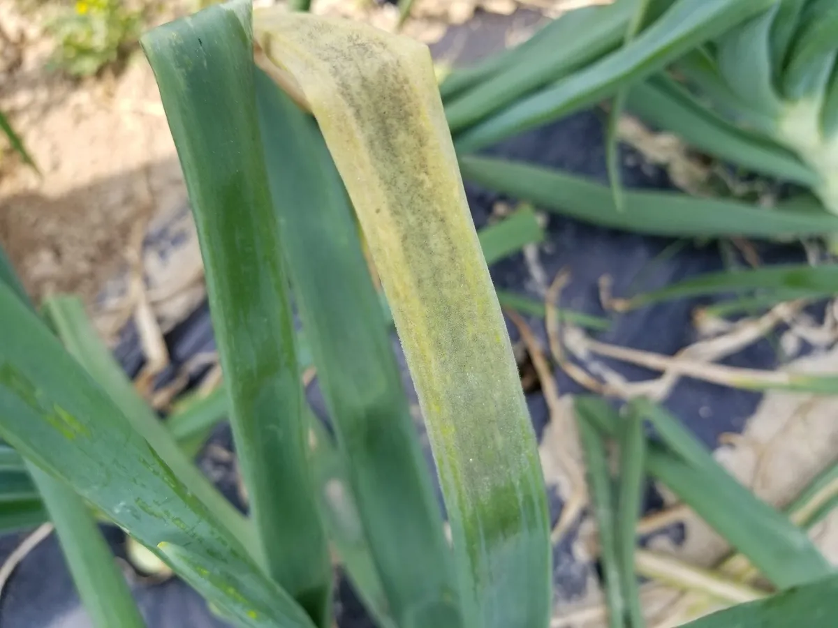 سفیدک داخلی آلیوم ناشی از Peronospora destructor؛ مرجع مقایسه برای سیر سفیدک داخلی آلیوم ناشی از Peronospora destructor؛ مرجع مقایسه برای سیر