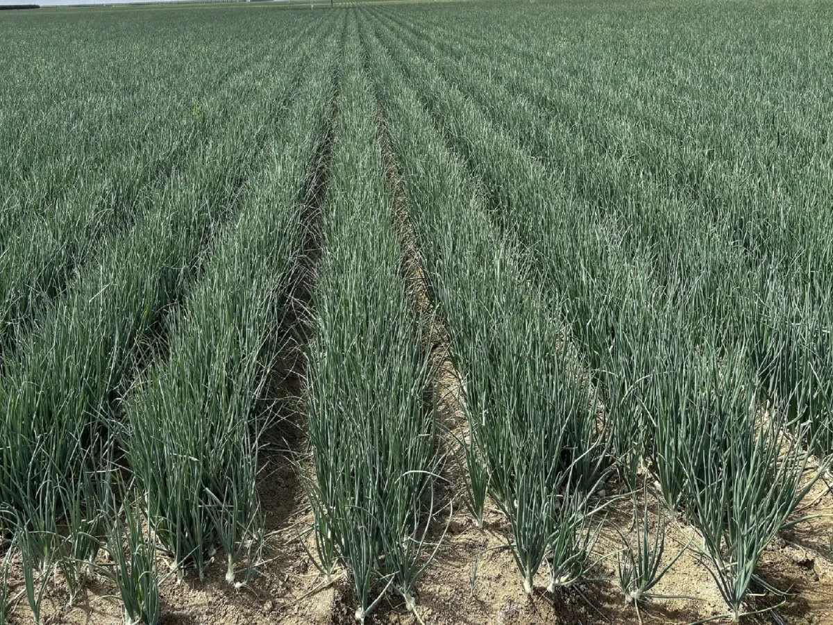 مزرعه پیاز Allium cepa