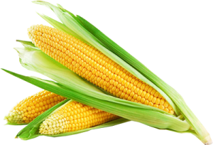 برنامه غذایی ذرت