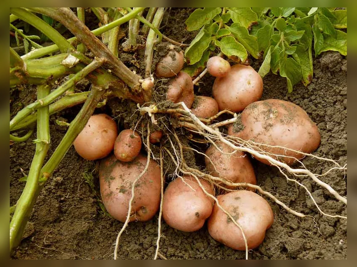 تشکیل غده سیبزمینی | Potato tuber formation غدههای سیبزمینی در خاک و مرحله تشکیل غده | Potato tubers and tuber formation