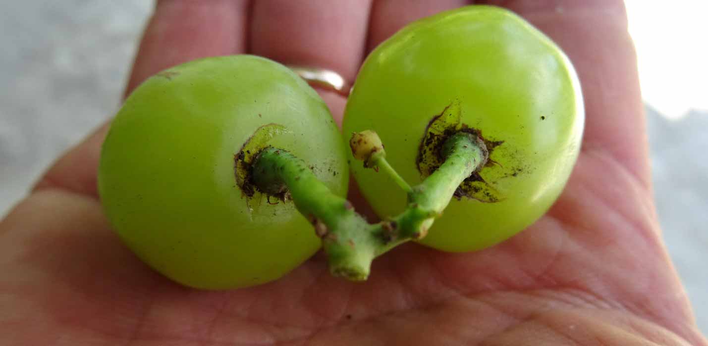 ترک خوردن حبه انگور در انگور، مو و تاک