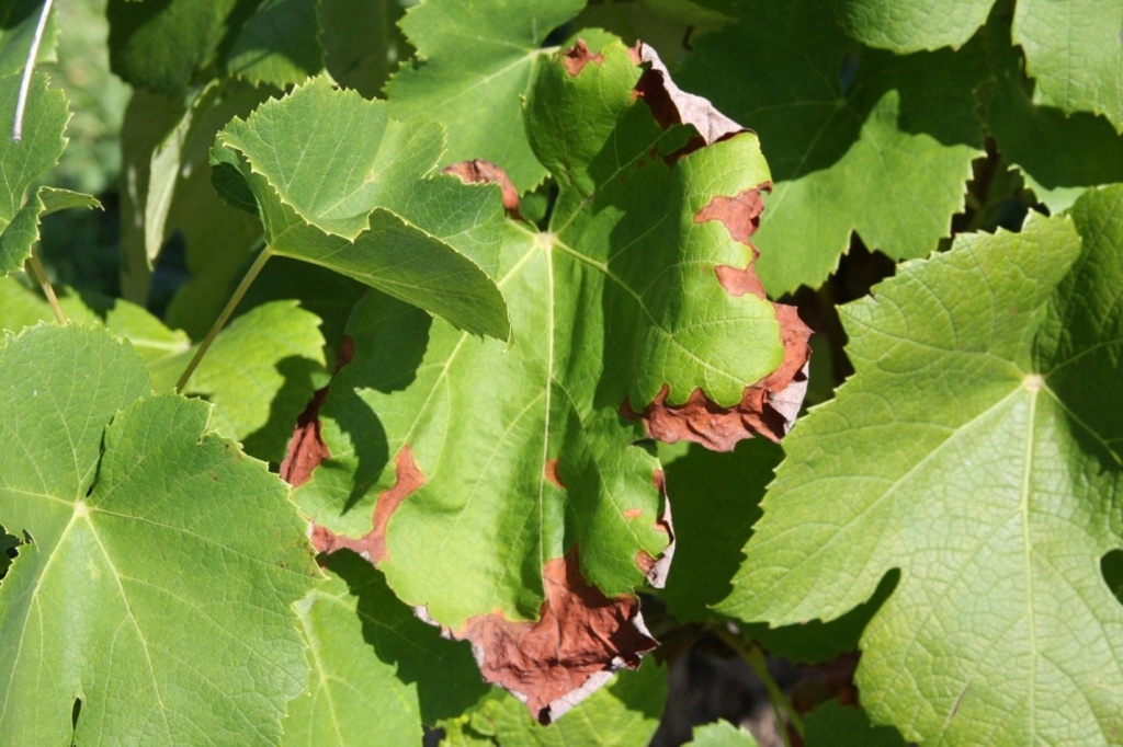 سمسوزی محلولپاشی در انگور در انگور، مو و تاک