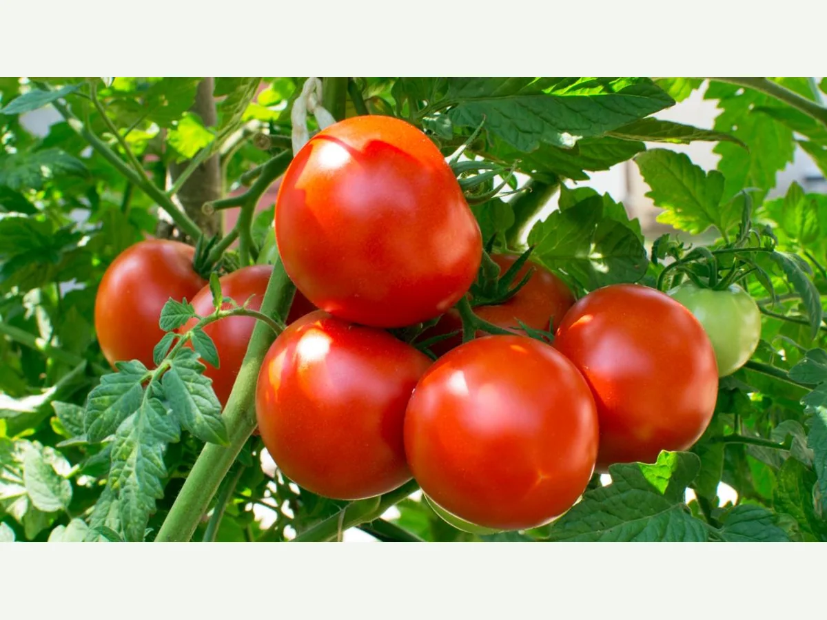 گوجه فرنگی رسیده Solanum lycopersicum
