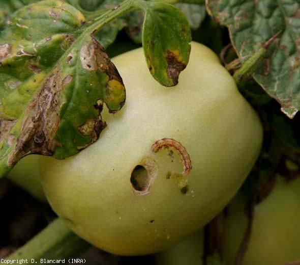 کرم میوه گوجه فرنگی