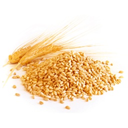 بیماری و علائم کمبود در گندم